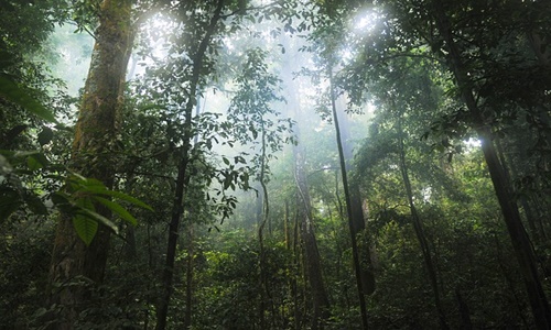 Congo, Brazil, and Indonesia form a triple alliance to save jungles